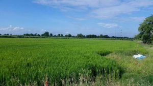 ขายที่ดินบางระจัน