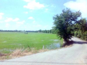 ขายที่ดินบางเลนราคาถูก