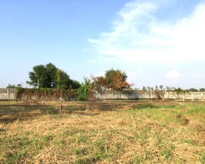 ขายที่ดินริมน้ำพุทธมณพลสาย3