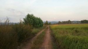 ขายที่นาพรหมพิราม