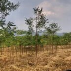 ขายด่วนด่วน 950,000 ที่ดินไทรโยค กาญจนบุรี ตำบลลุ่มสุ่ม อำเภอไทรโยค จำนวน 8 ไร่