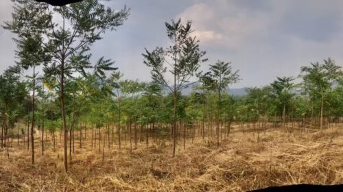 ขายด่วนด่วน 950,000 ที่ดินไทรโยค กาญจนบุรี ตำบลลุ่มสุ่ม อำเภอไทรโยค จำนวน 8 ไร่