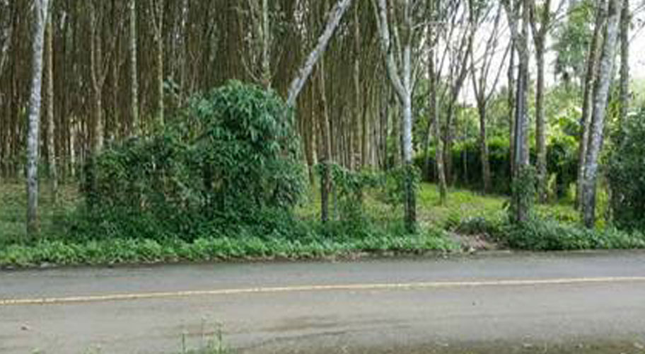 ขายสวนยางพร้อมกรีด-ตรัง ที่ดินสวนยางย่านตาขาว ลดราคาพิเศษ ไร่ละ 850,000 ติดถนน-น้ำไม่ท่วม