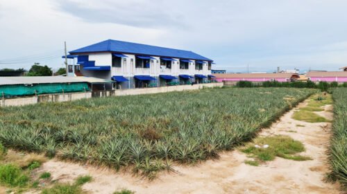 ขายที่ดินปลวกแดงระยอง ในเขตEEC เหมาะสร้างโกดังคลังสินค้า ตึกแถว คอนโด หอพัก